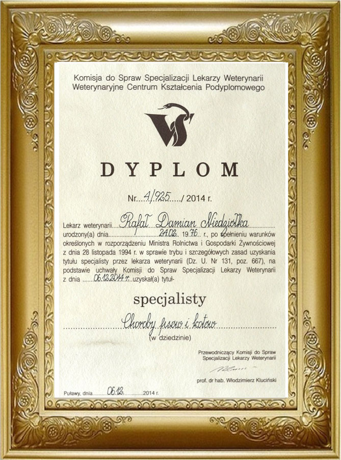 Dyplom lub certyfikat