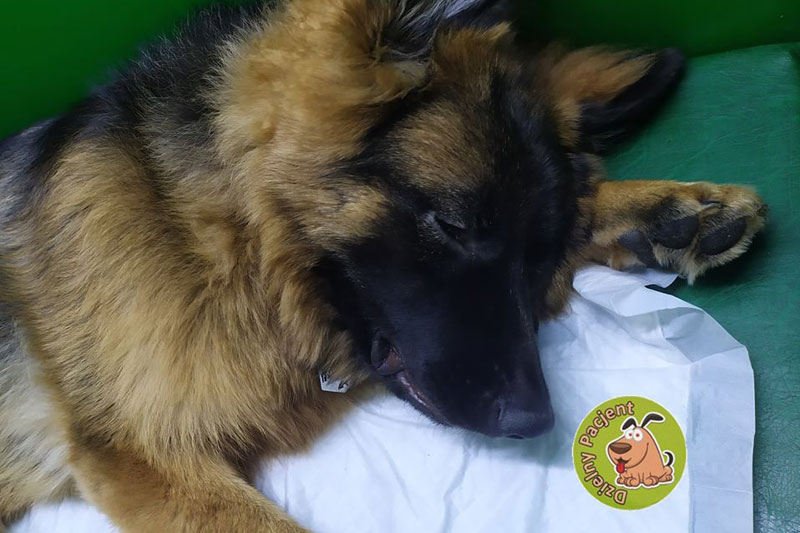Pacjent przychodni Animals Service