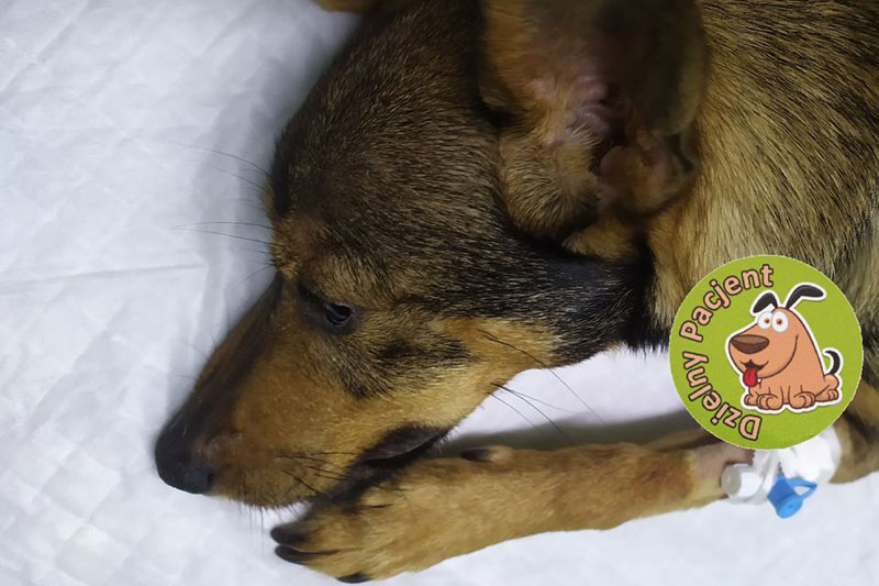 Pacjent przychodni Animals Service