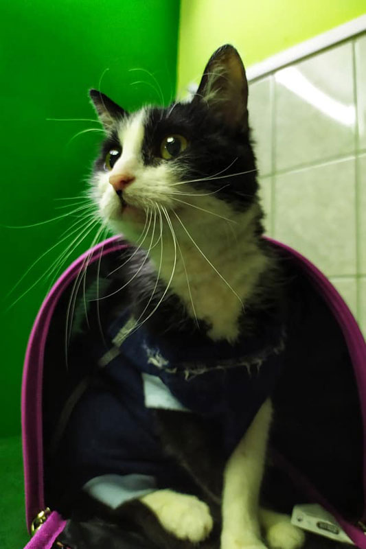 Pacjent przychodni Animals Service