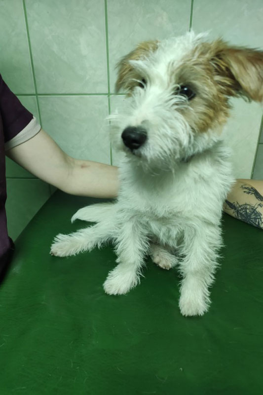 Pacjent przychodni Animals Service