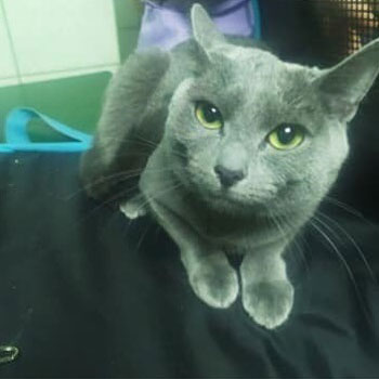 Pacjent przychodni Animals Service