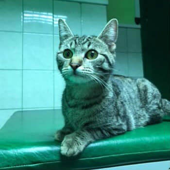 Pacjent przychodni Animals Service