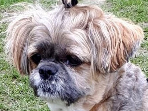 Pacjent przychodni Animals Service