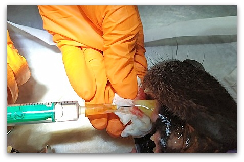 Endodoncja. Dezynfekcja kanału zębowego